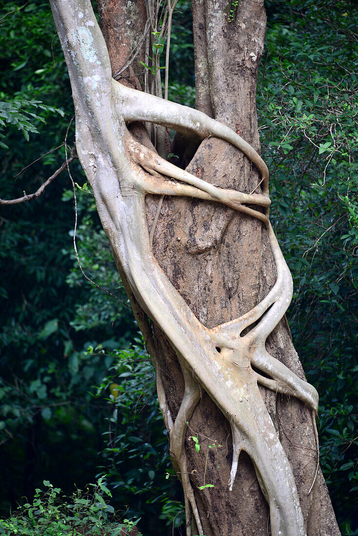 bei Buduruvagala, Südliches Bergland, Sri Lanka