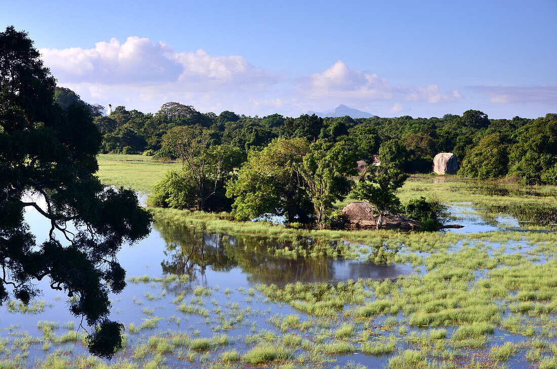 landscape under the Rock of  Sigiriya, Sigiriya, Sri Lanka