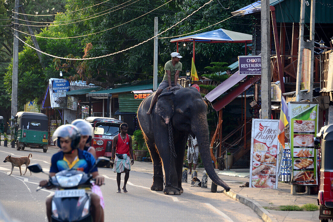 Elefanten unter dem Sigiriya-Felsen, Sigiriya, Sri Lanka