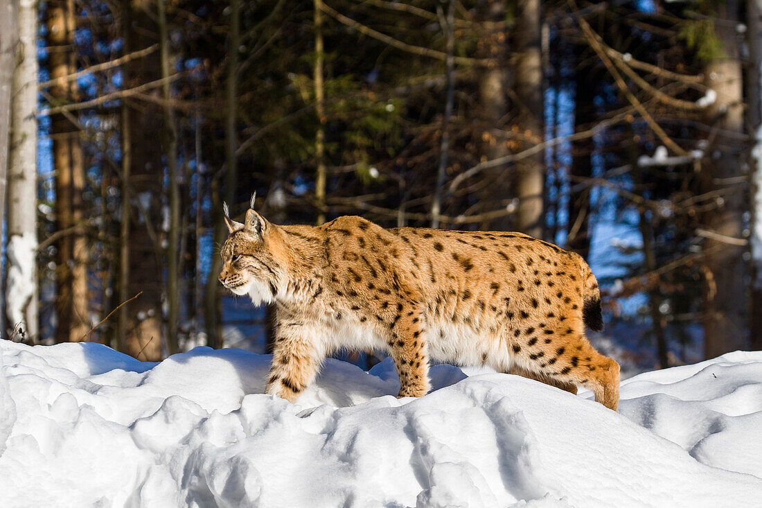 Europäischer Luchs im Schnee, Felis lynx; Lynx lynx; Nationalpark Bayerischer Wald; Bayern; Deutschland