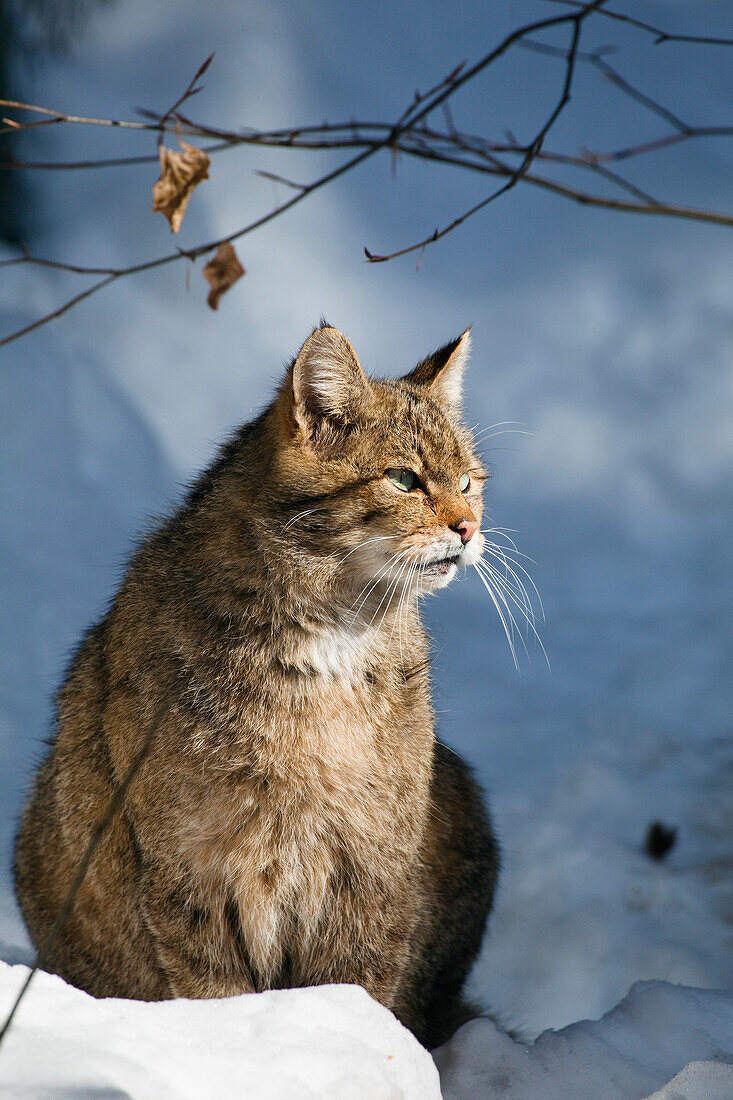 Wildkatze im Winter, Felis silvestris, Nationalpark Bayrischer Wald, Deutschland, Europa