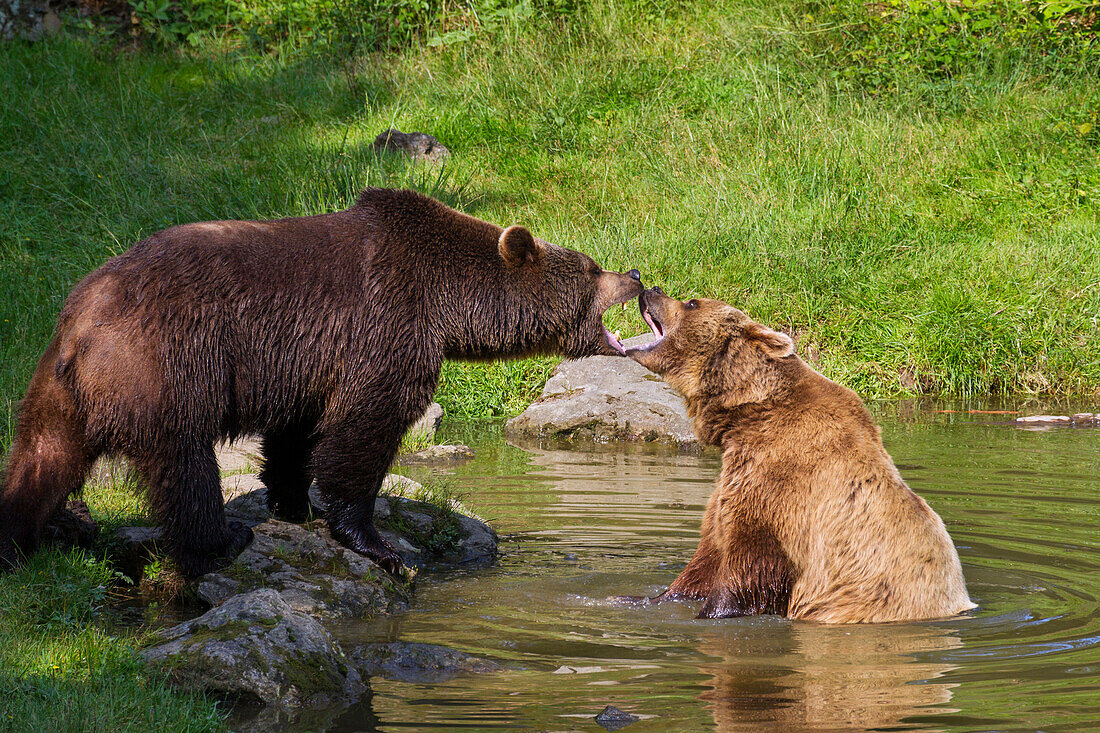 Brown Bears fighting in water, Ursus arctos, Bavarian Forest National Park, Bavaria, Lower Bavaria, Germany, Europe