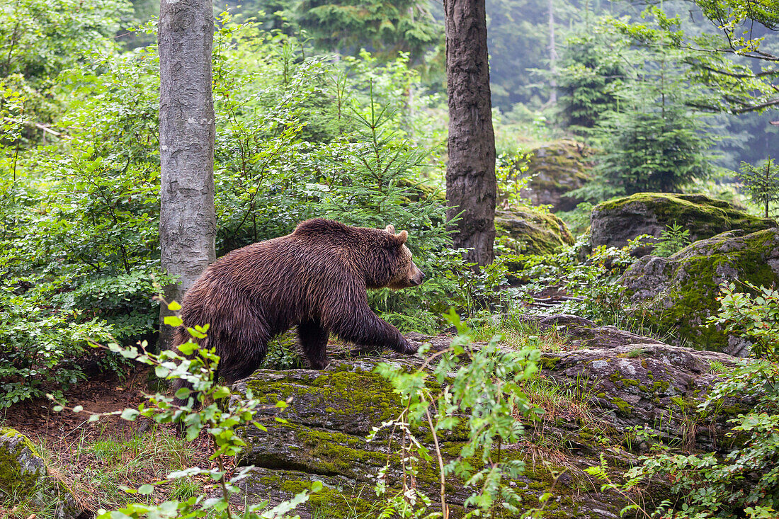 Brown Bear in forest, Ursus arctos, Bavarian Forest National Park, Bavaria, Germany, Europe, captive