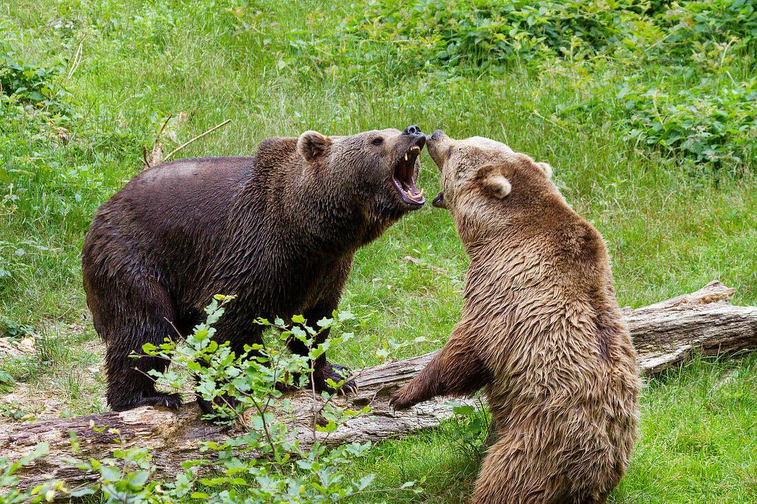 Brown Bears threatening each other, Ursus arctos, Bavarian Forest National Park, Bavaria, Lower Bavaria, Germany, Europe