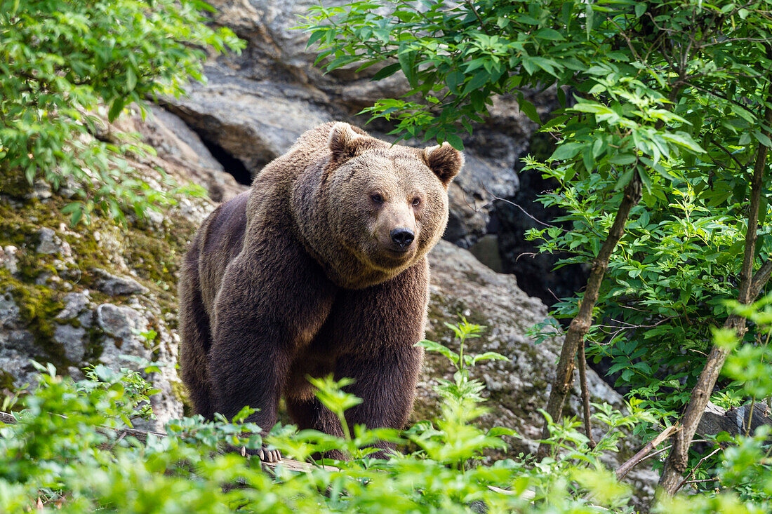 Brown Bear, Ursus arctos, Bavarian Forest National Park, Bavaria, Germany, captive