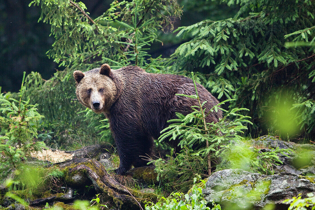 Braunbär, Bärin, Weibchen, Ursus arctos, Nationalpark Bayerischer Wald