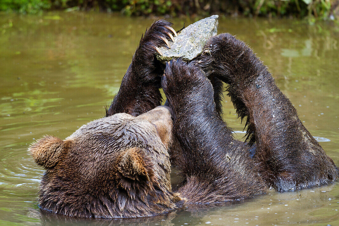 Brown Bear in water playing with stone, female, Ursus arctos, Bavarian Forest National Park, Bavaria, Germany, Europe, captive