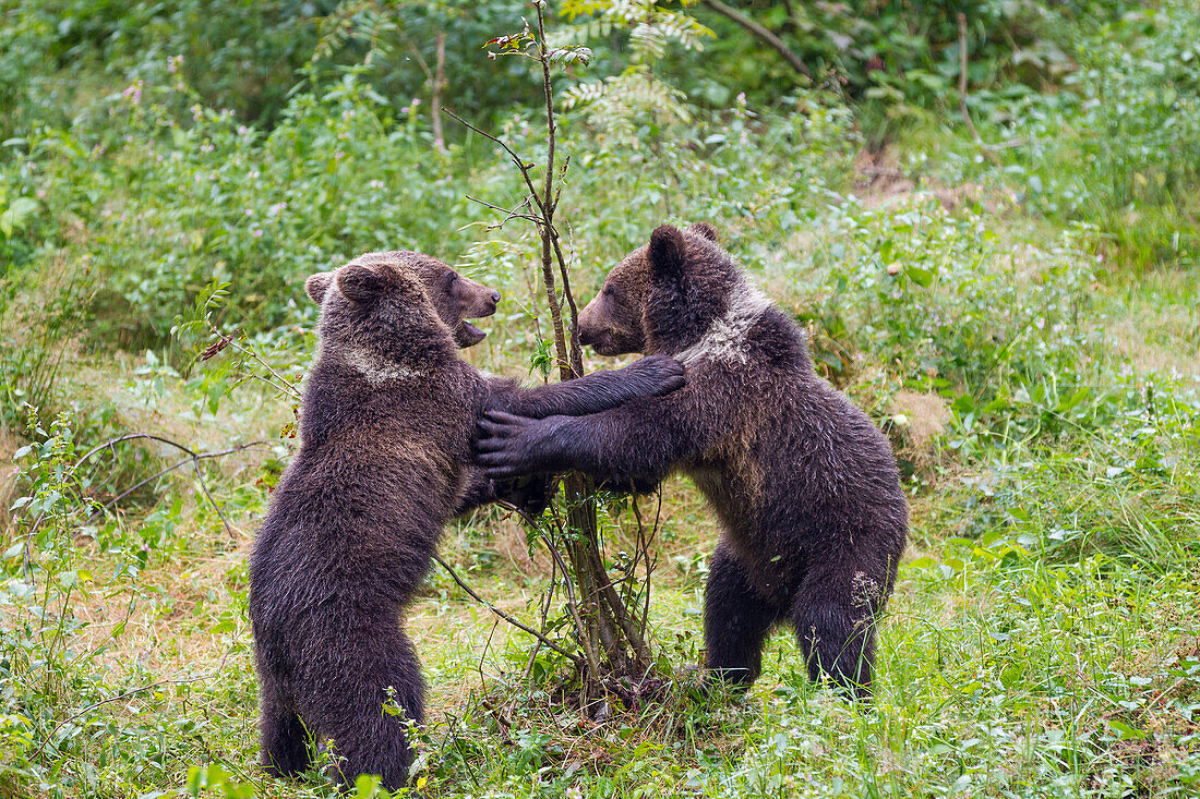 Young Brown Bears playing, Ursus arctos, dancing, Bavarian Forest National Park, Bavaria, Lower Bavaria, Germany, Europe, captive