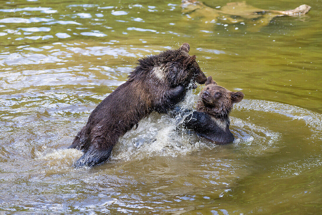 Junge Braunbären kämpfen im Wasser, Ursus arctos, Nationalpark Bayerischer Wald, Niederbayern, Deutschland, Europa