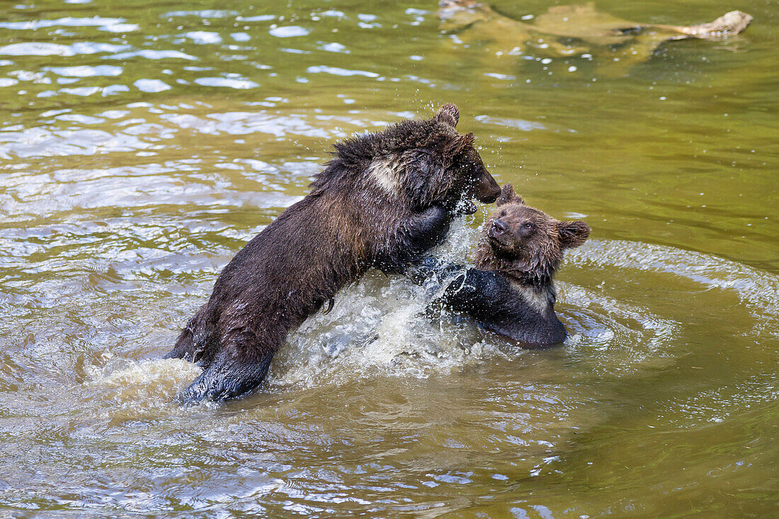 young Brown Bears fighting in water, Ursus arctos, Bavarian Forest National Park, Bavaria, Lower Bavaria, Germany, Europe, captive