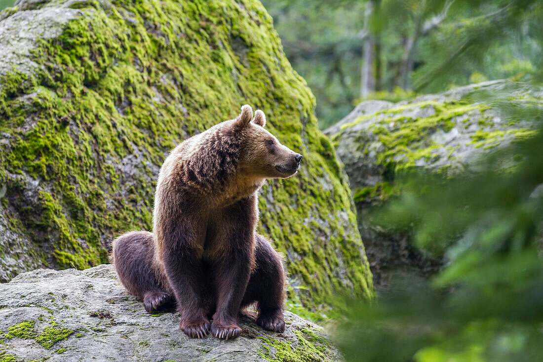 Brown Bear, Ursus arctos, Bavarian Forest National Park, Bavaria, Germany, captive