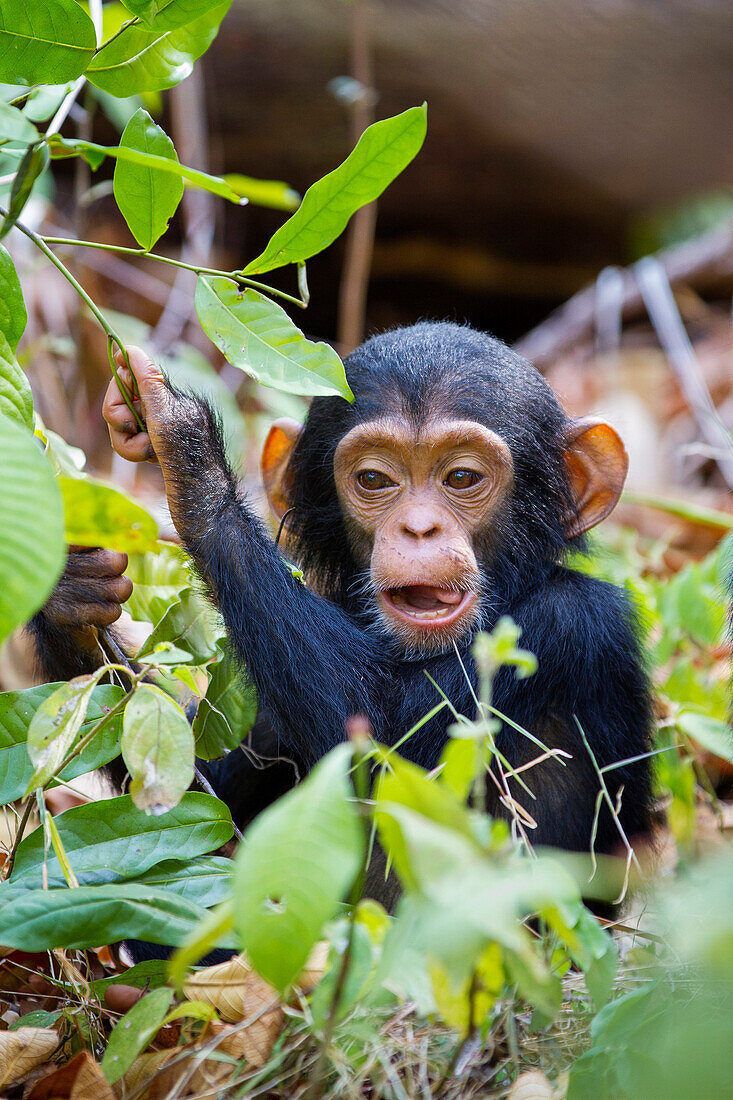 Schimpansenkind, Pan troglodytes, Mahale Mountains Nationalpark, Tansania, Ostafrika