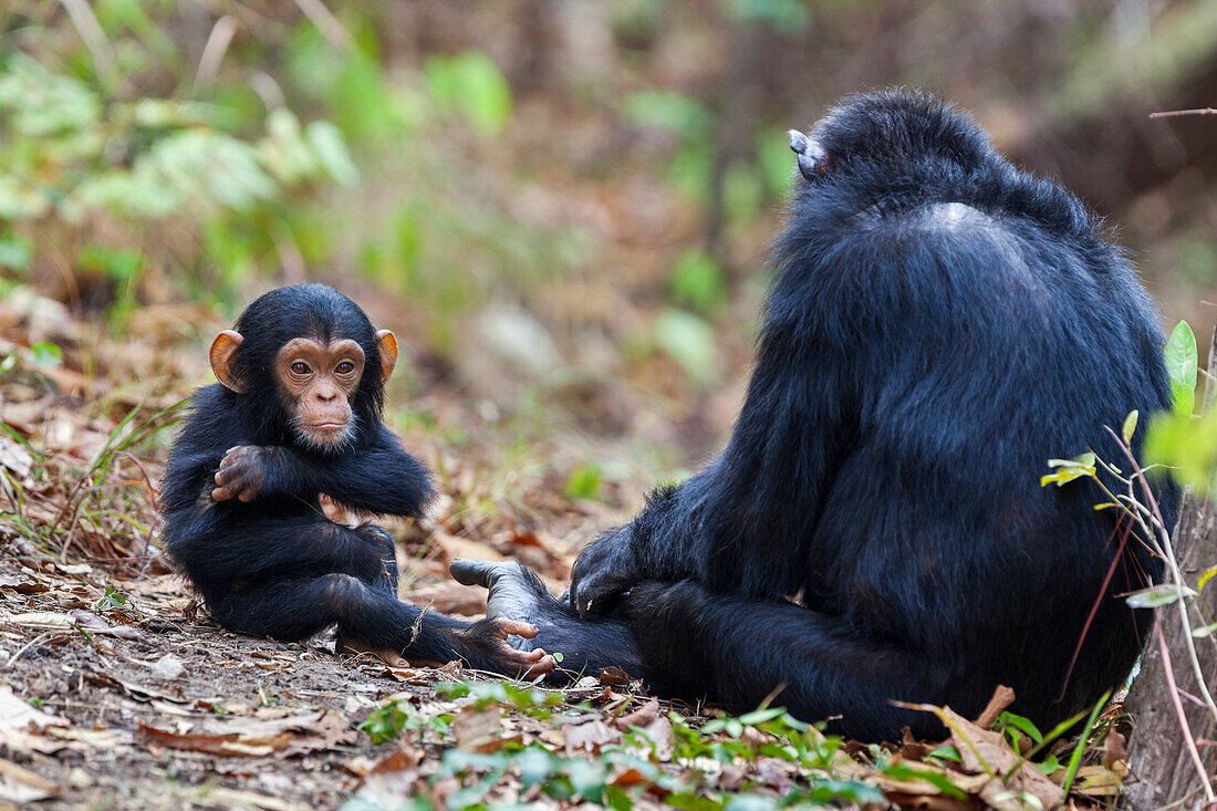 Chimpanzees, female with baby, Pan troglodytes, Mahale Mountains National Park, Tanzania, East Africa