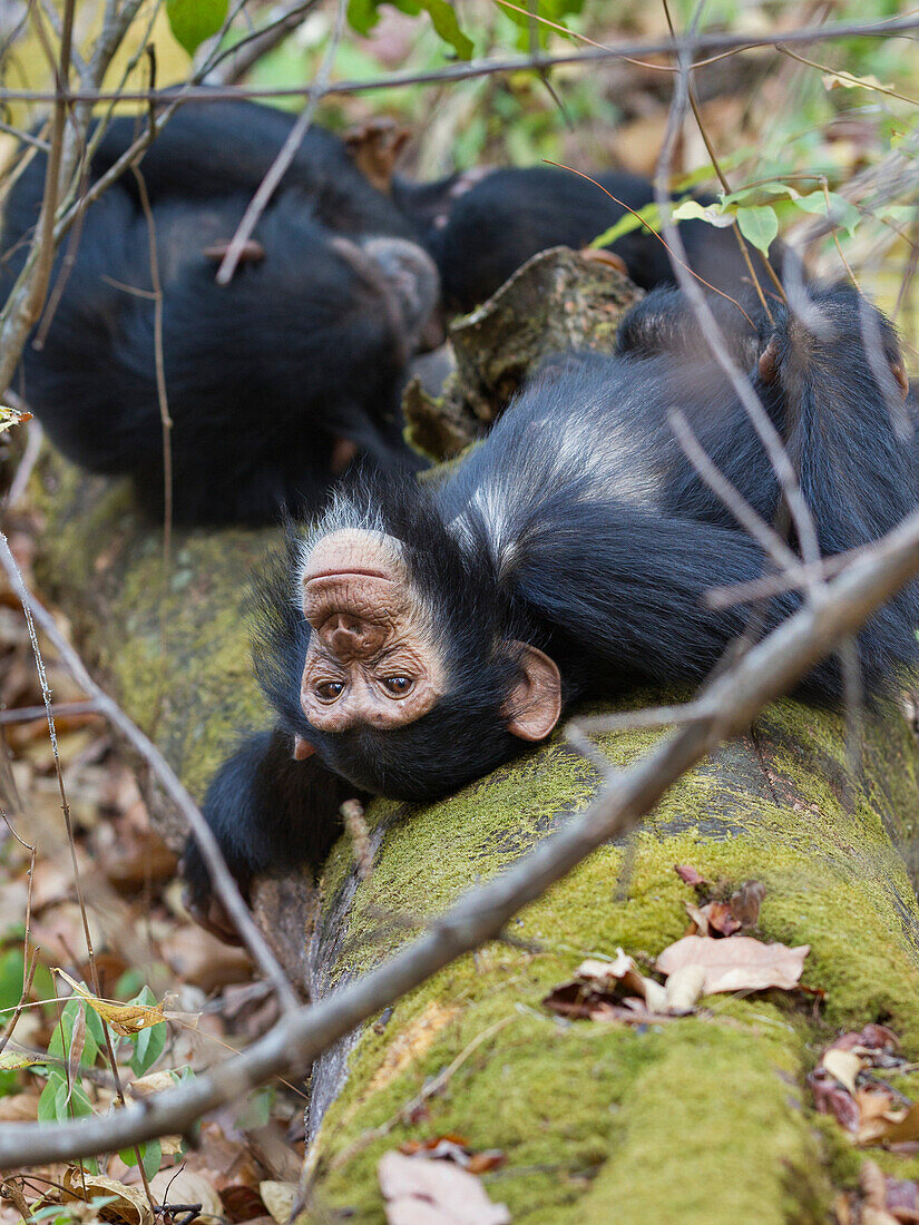 Chimpanzees dreaming, Pan troglodytes, Mahale Mountains National Park, Tanzania, East Africa