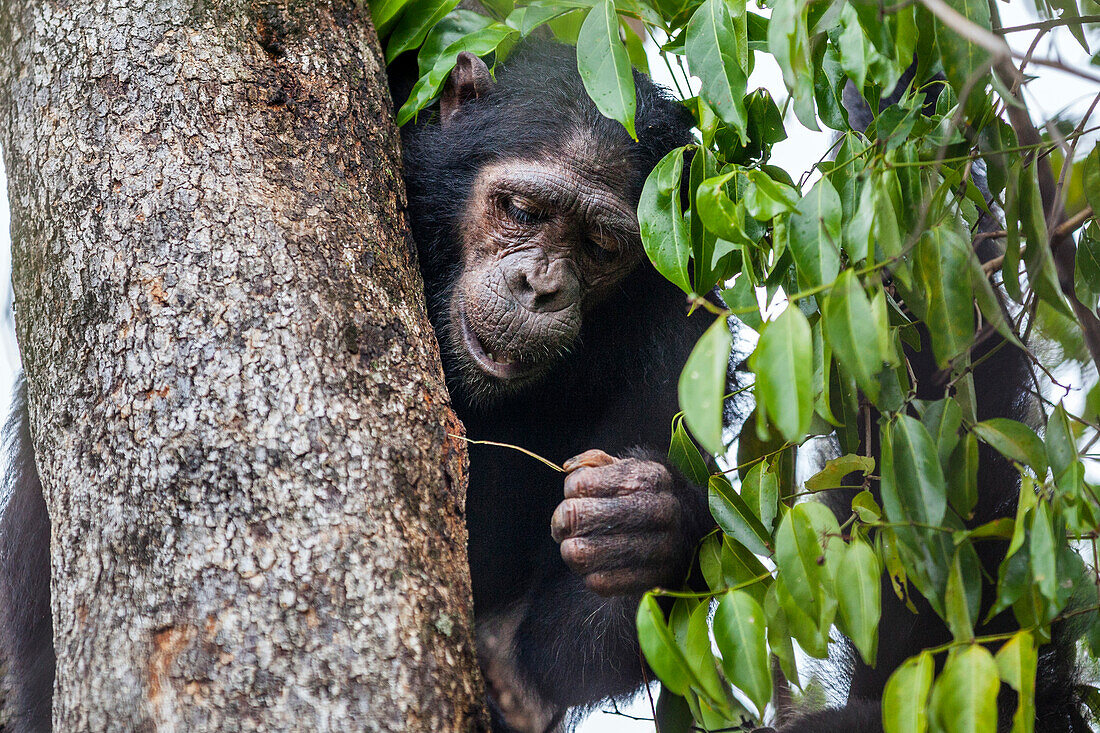 Young Chimpanzee fishing for ants with stick, Pan troglodytes, Mahale Mountains National Park, Tanzania, East Africa