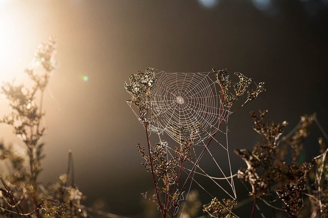 Spinnennetz mit Tautropfen, Morgenstimmung, Bayern, Deutschland