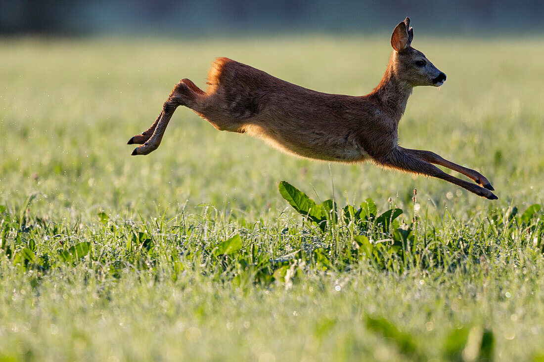 Reh flüchtend, Capreolus capreolus, Oberbayern, Deutschland, Europa