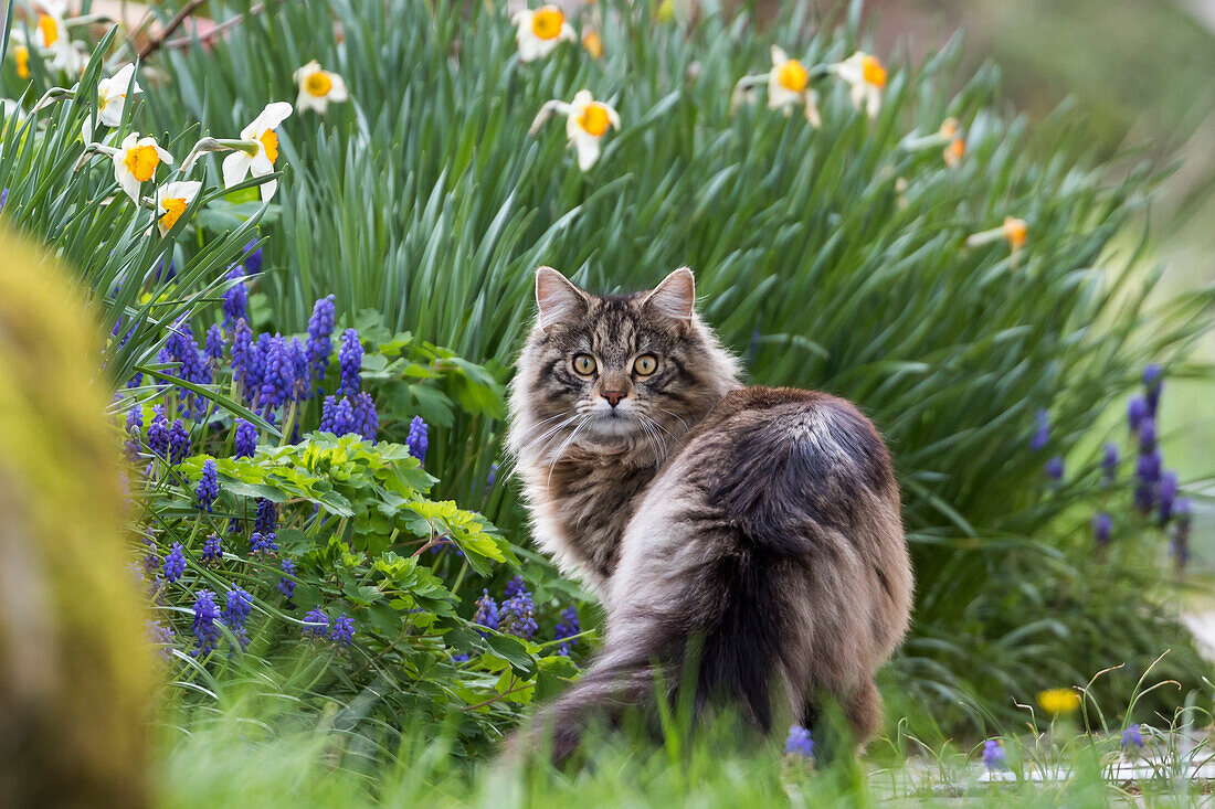 domestic cat in garden, spring, Bavaria, Germany, Europe