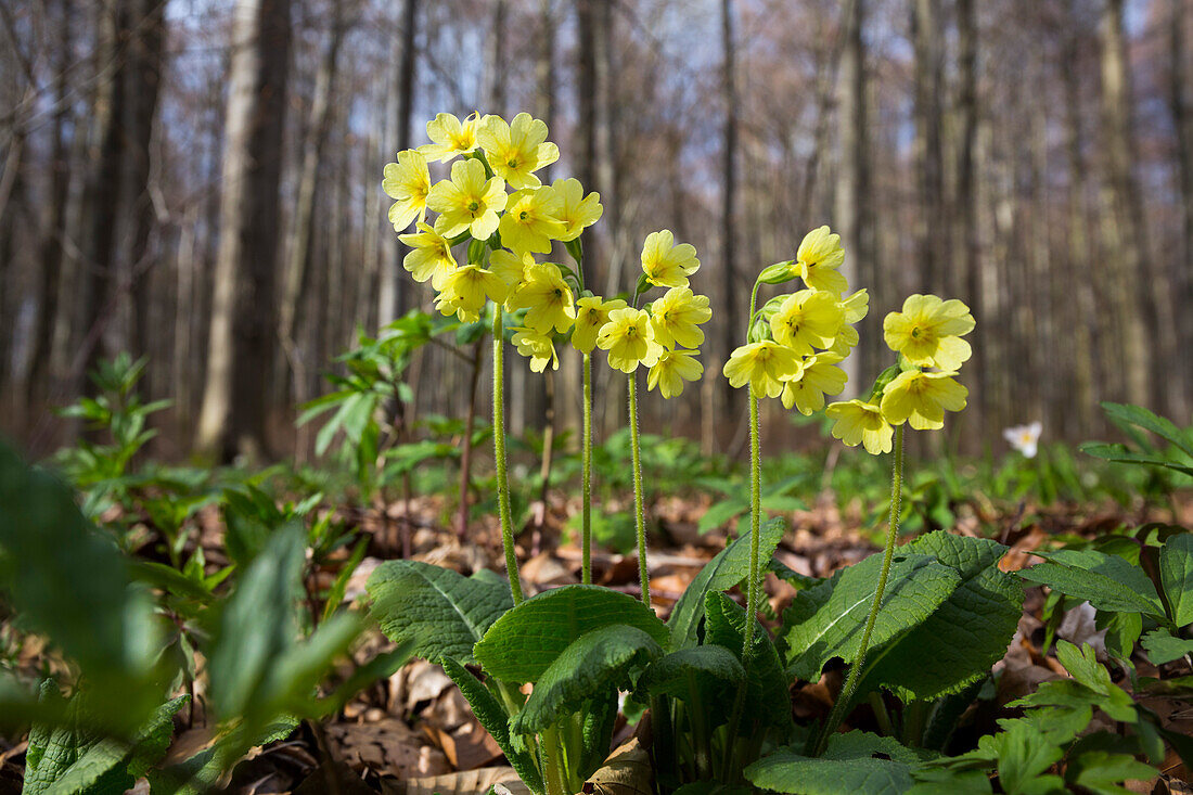 Cowslip in spring, Primula elatior, Hainich National Park, Thuringia, Germany, Europe