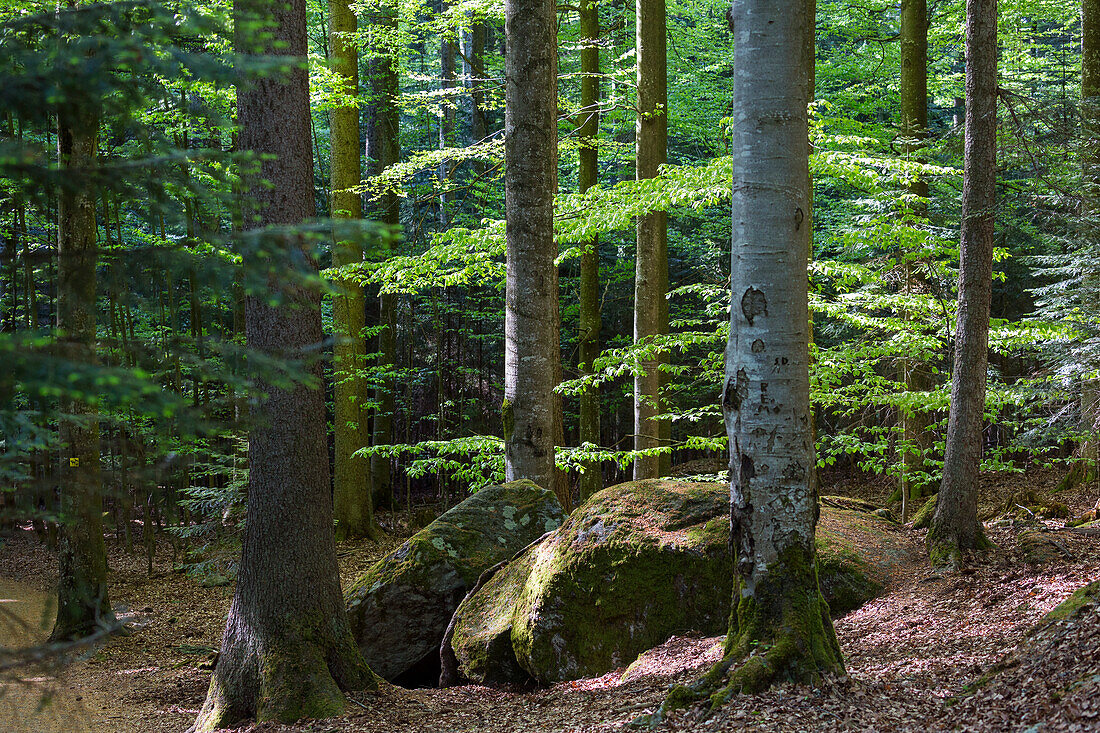 Mischwald, Fichten und Rotbuchen, Nationalpark Bayerischer Wald, Niederbayern, Deutschland