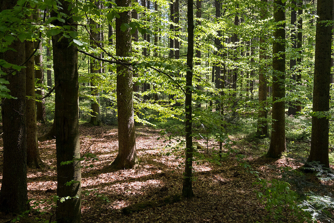Mischwald mit Rotbuchen im Mai, Fagus sylvatica, Nationalpark Bayerischer Wald, Niederbayern, Deutschland, Europa
