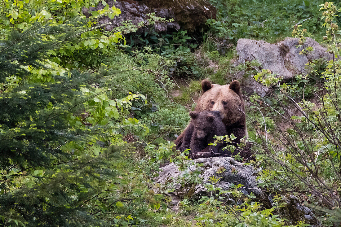 Brown Bear, mother with cub, Ursus arctos, Bavarian Forest National Park, Bavaria, Germany, captive