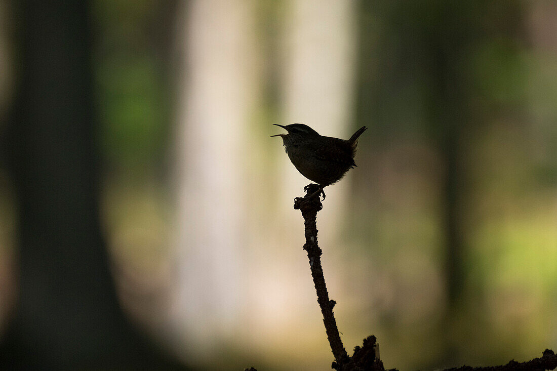 Wren singing in forest, Trogoldytes troglodytes, Forest, Bavaria, Germany