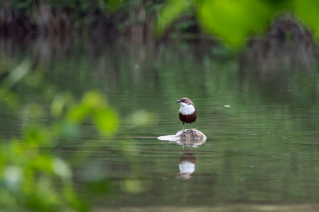 Wasseramsel, Cinclus cinclus, Oberbayern, Deutschland