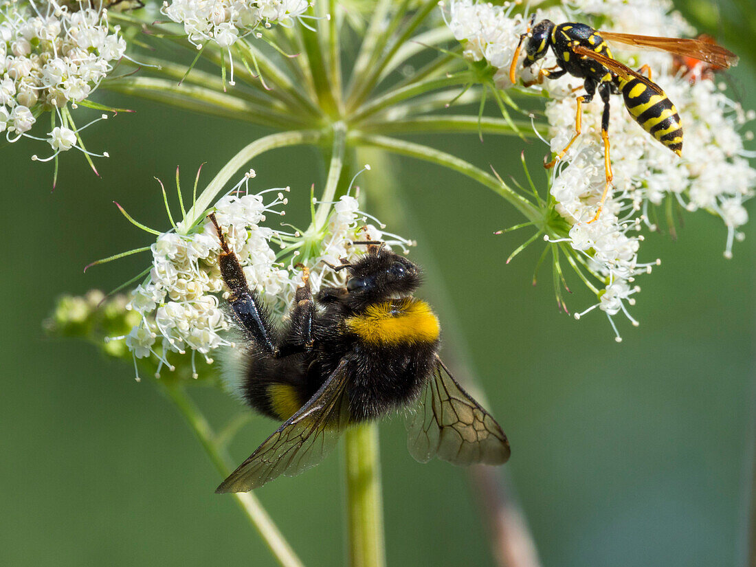 Bumble Bee, Bombus terrestris, and wasp, Bavaria, Germany