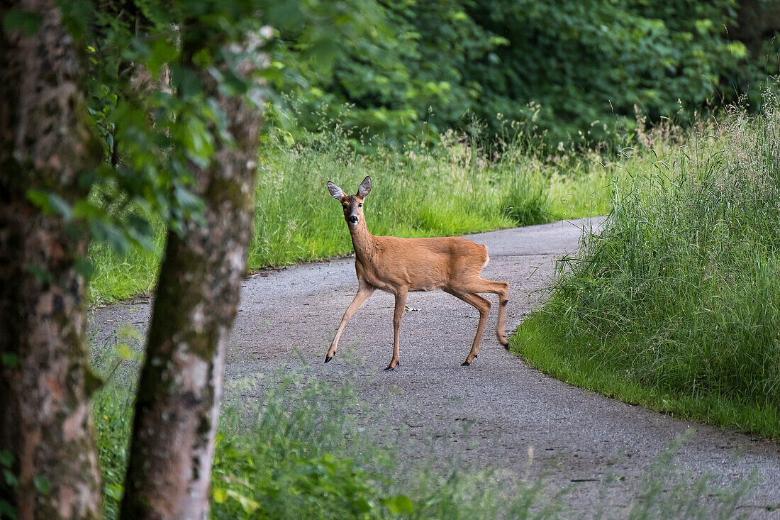 Roe Deer crossing road, Capreolus capreolus, Upper Bavaria, Germany, Europe