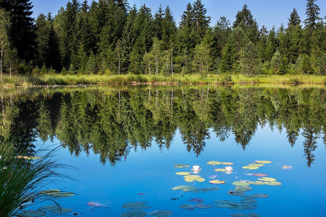 moor pond, Kochelsee-area, waterlillies, Nymphaea alba, mirror image, Upper Bavaria, Germany, Europe