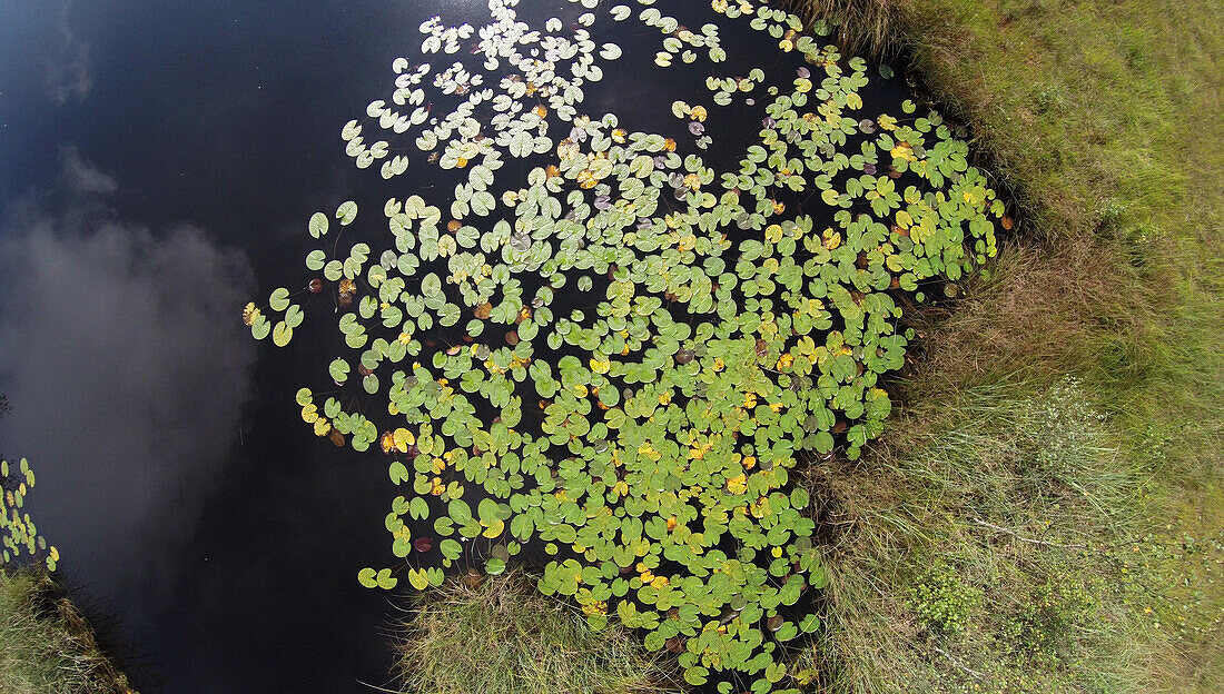 Waterlillies on pond, Nymphaea alba, Upper Bavaria, Germany