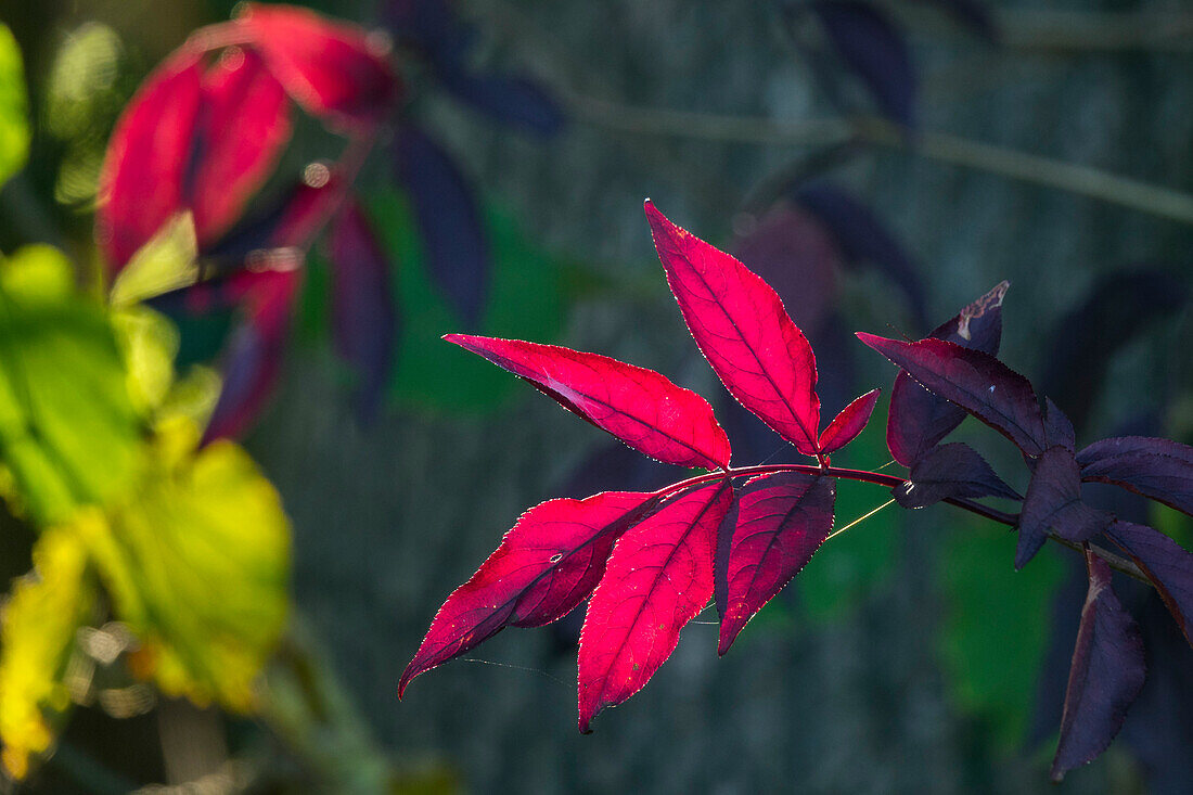 Rote Herbstblätter, Oberbayern, Deutschland