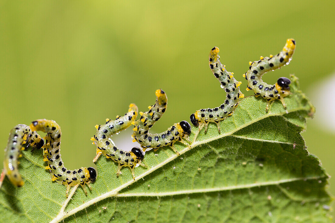 Larven der Blattwespe in Abwehrstellung, Craesus septentrionalis, Bayern, Deutschland