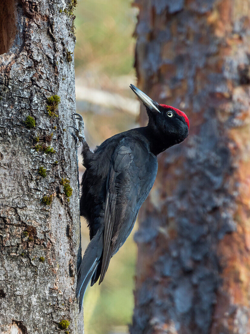 Black Woodpecker, Dryocopus martius, male, Bavaria, Germany; Europe