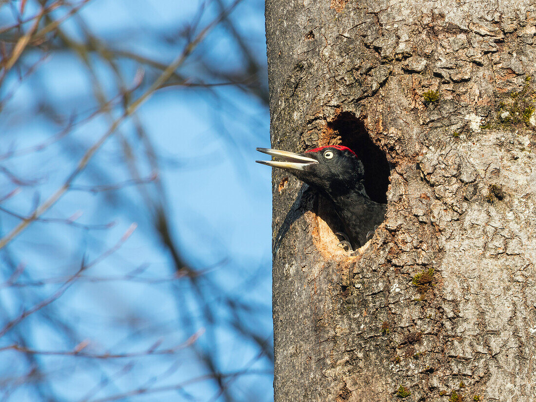 Black Woodpecker, Dryocopus martius, male looking out of the nesthole, Bavaria, Germany, Europe