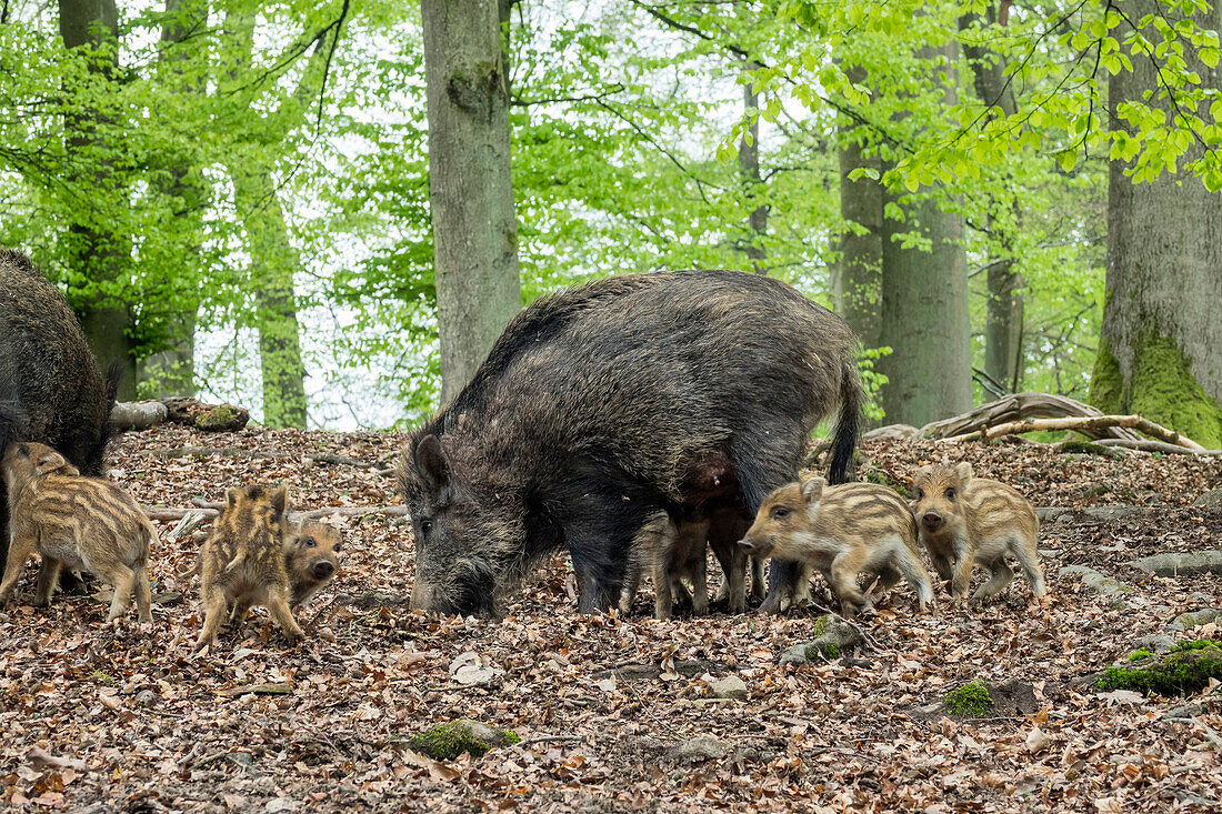 Wild boar, female with cubs, Sus scrofa, Germany, Europe
