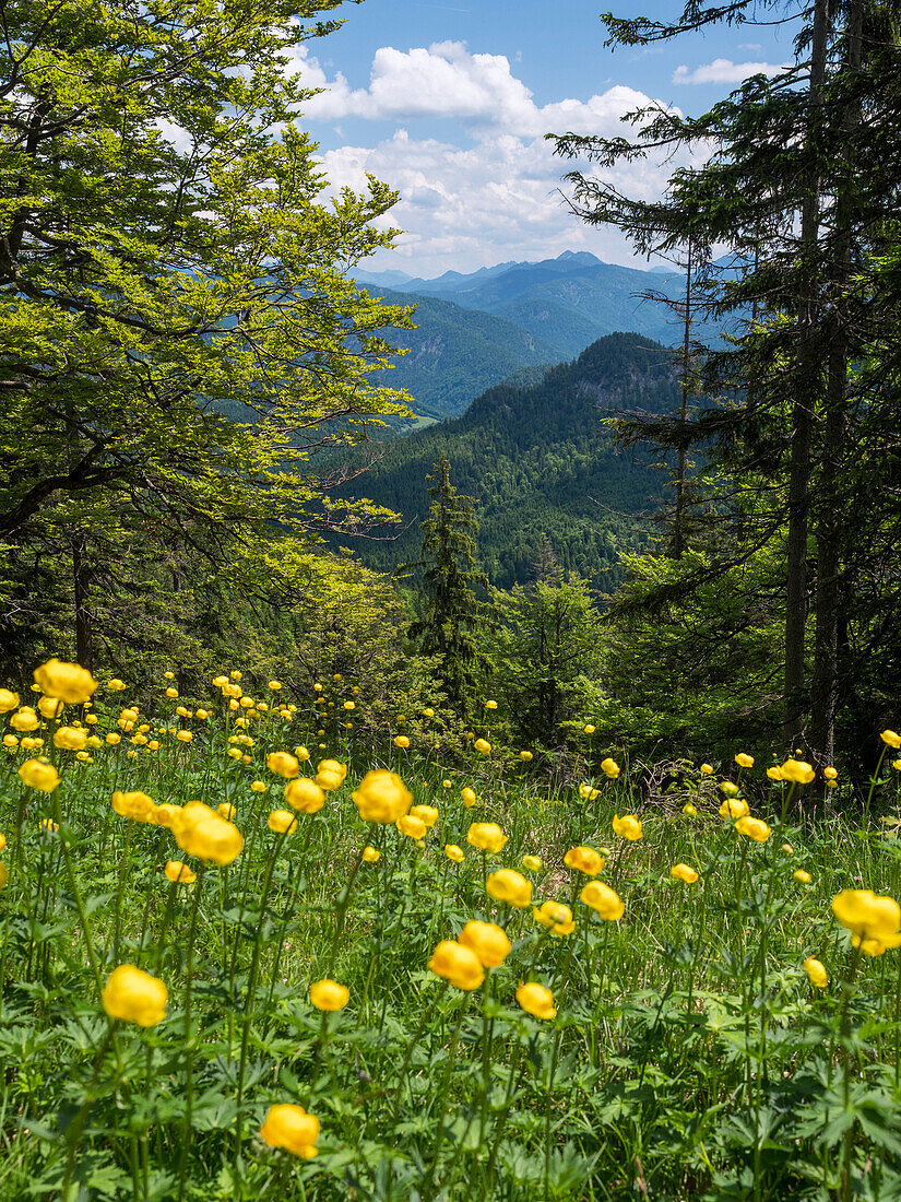 Blumenwiese mit Trollblumen auf dem Staffel mit Blick nach Südosten, Trollius europaeus, Alpen, Oberbayern, Deutschalnd