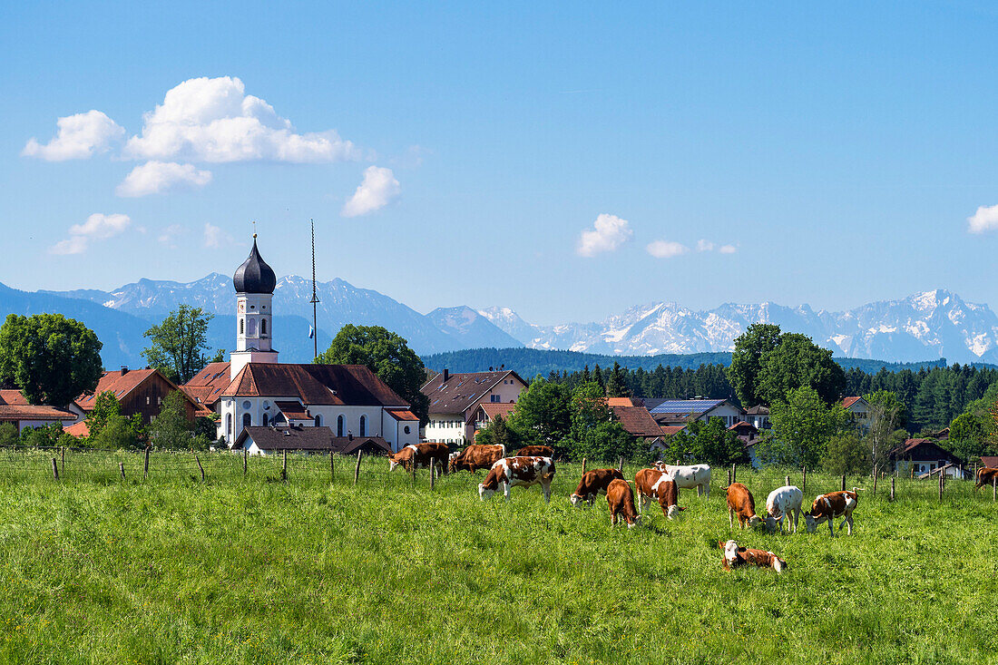 Milchkühe im Alpenvorland, Iffeldorf, Oberbayern, Alpen, Deutschland