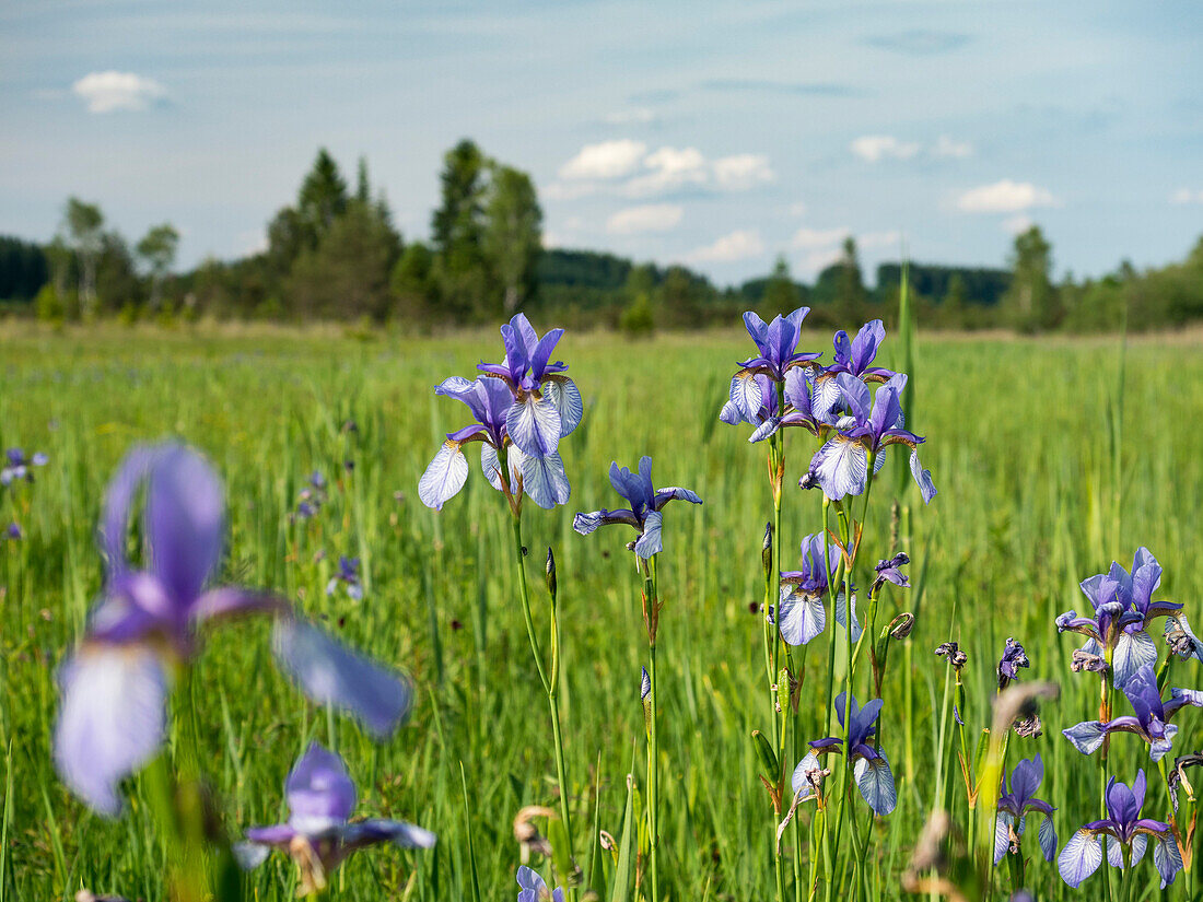 Sibirische Schwertlilien and der Loisach, Iris sibirica, Oberbayern, Deutschland, Europa