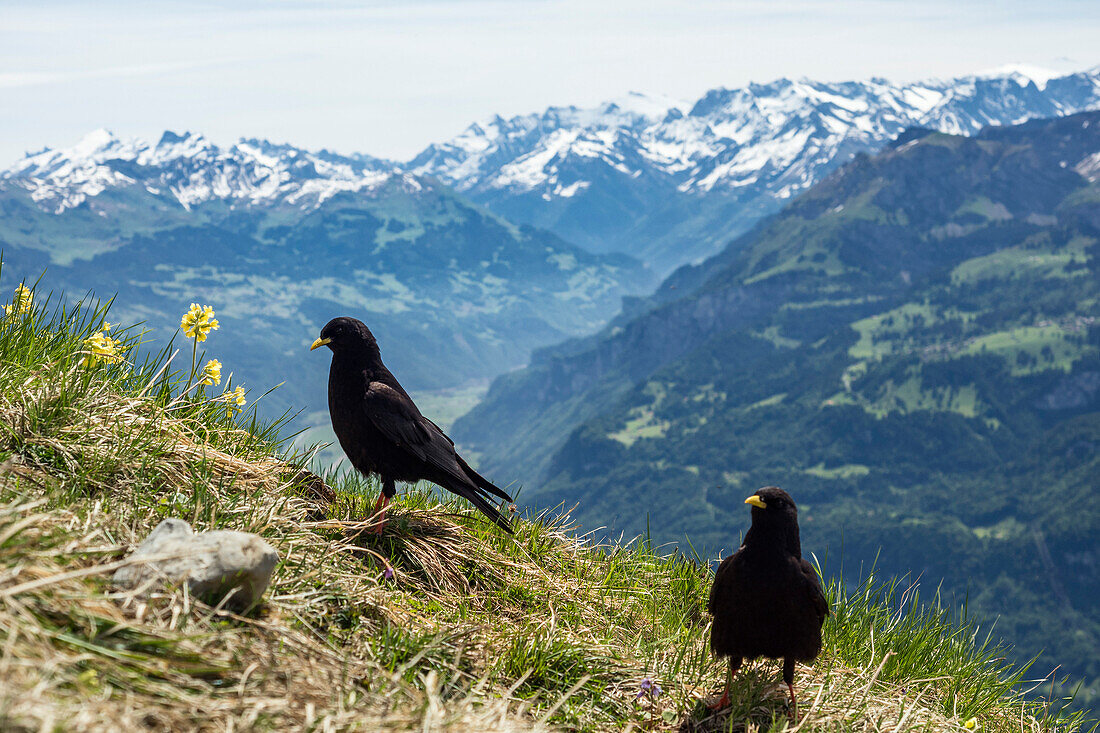 Alpine Choughs, Pyrrhocorax graculus, Augstmatthorn, Alps, Bernese Oberland, Switzerland, Europe