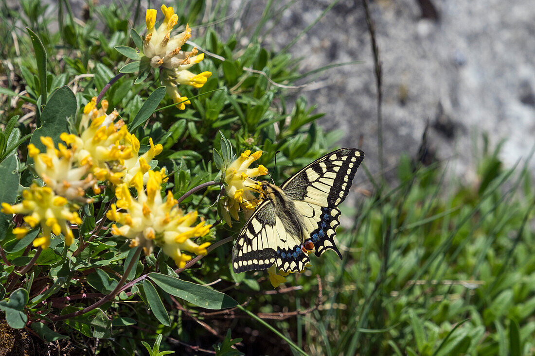 Butterfly, Papilio machaon, Switzerland, Europe