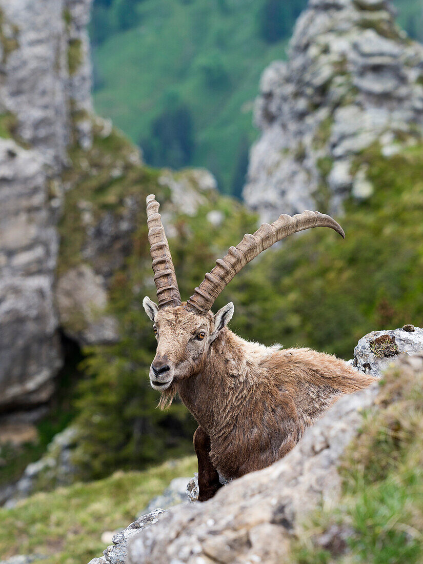 Ibex, Capra ibex, Bernese Oberland, Alps, Swizzerland, Europe