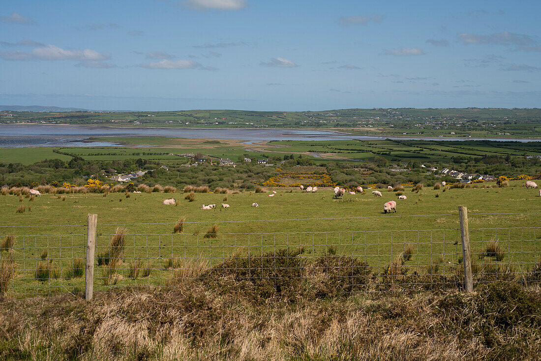 Blick über Weiden mit Schafen zur Bucht von Traleen gesehen von einer Wanderung entlang dem Weitwanderweg Dingle Way, nahe Blennerville, nahe Tralee, Dingle Halbinsel, County Kerry, Irland, Europa