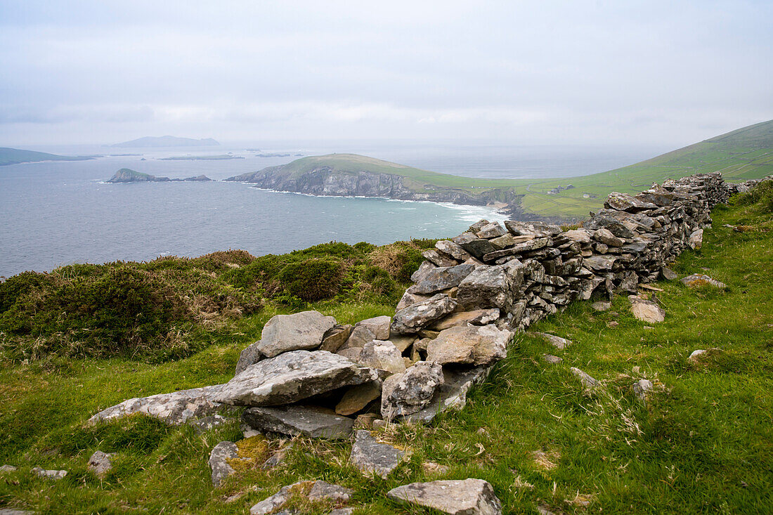 An old stone wall guides the way over the hill to the famous small peninsula Slea Head with Slea Head Beach on a grey and chilly spring day seen from while walking the Dingle Way, Slea Head, Dingle Peninsula, County Kerry, Ireland, Europe