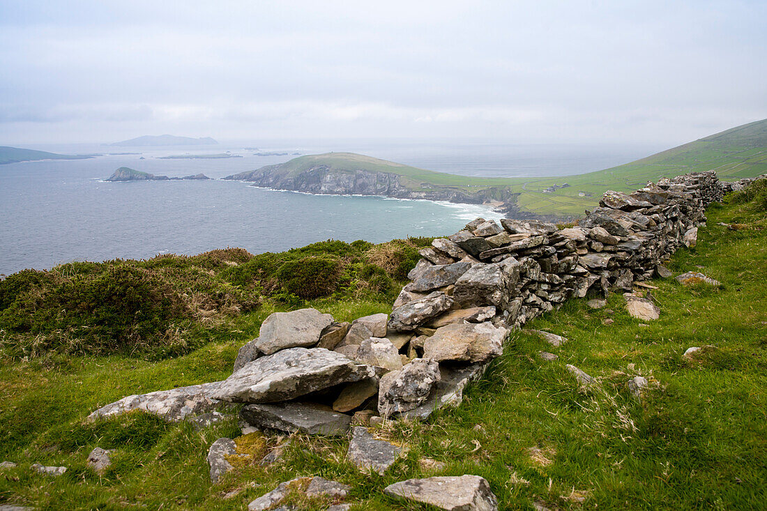 Der Weitwanderweg Dingle Way führt entlang einer alten Steinmauer auf der Höhe oberhalb der Küstenstraße Slea Head Drive in Richtung Slea Head Halbinsel, Dingle Halbinsel, County Kerry, Irland, Europa