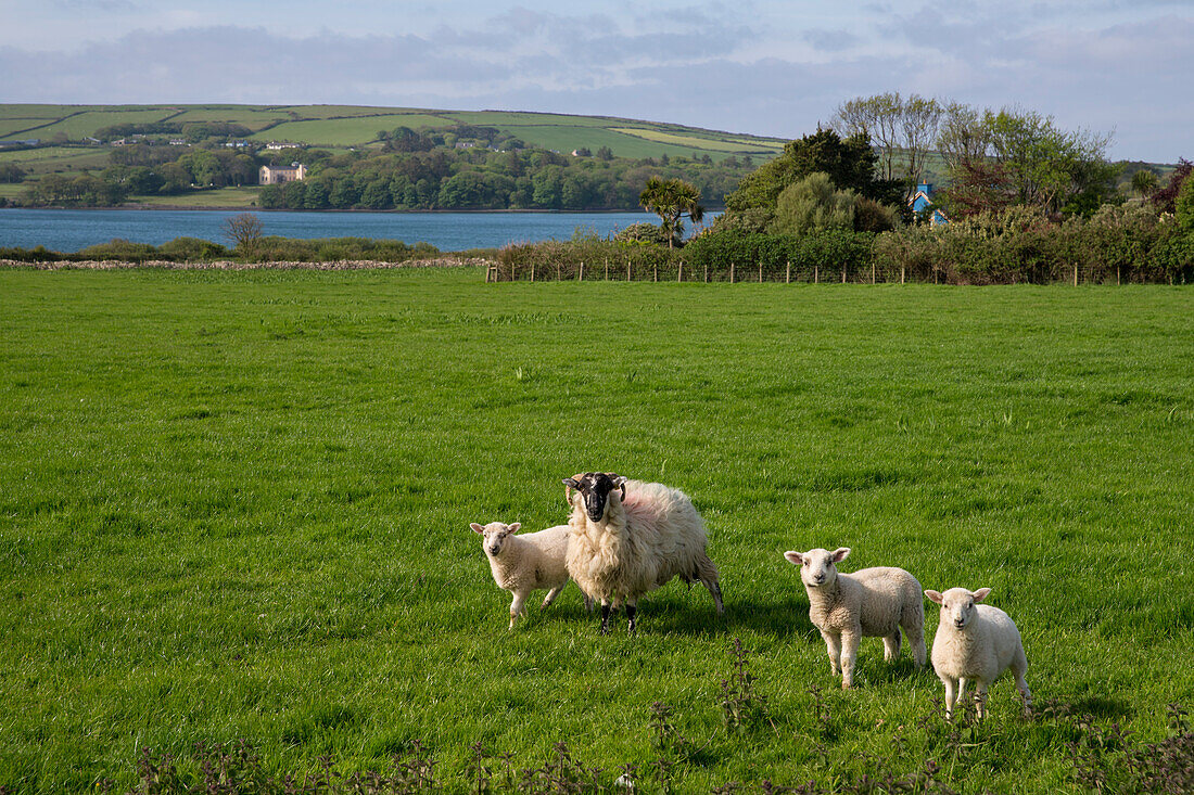 Ein Schaf mit drei Lämmern auf einer saftig-grünen Wiesen am Slea Head Drive mit dem Atlantischen Ozean im Hintergrund, gesehen von einer Wanderung entlang dem Weitwanderweg Dingle Way, Dingle, Dingle Halbinsel, County Kerry, Irland, Europa
