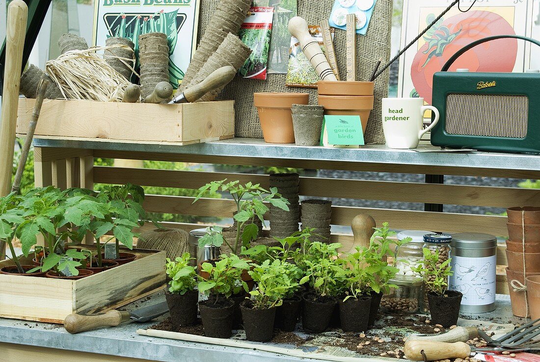 Ein altes Radio, Pflanzen und Pflanzentöpfe, Gartenwerkzeuge auf Regalen im Gewächshaus