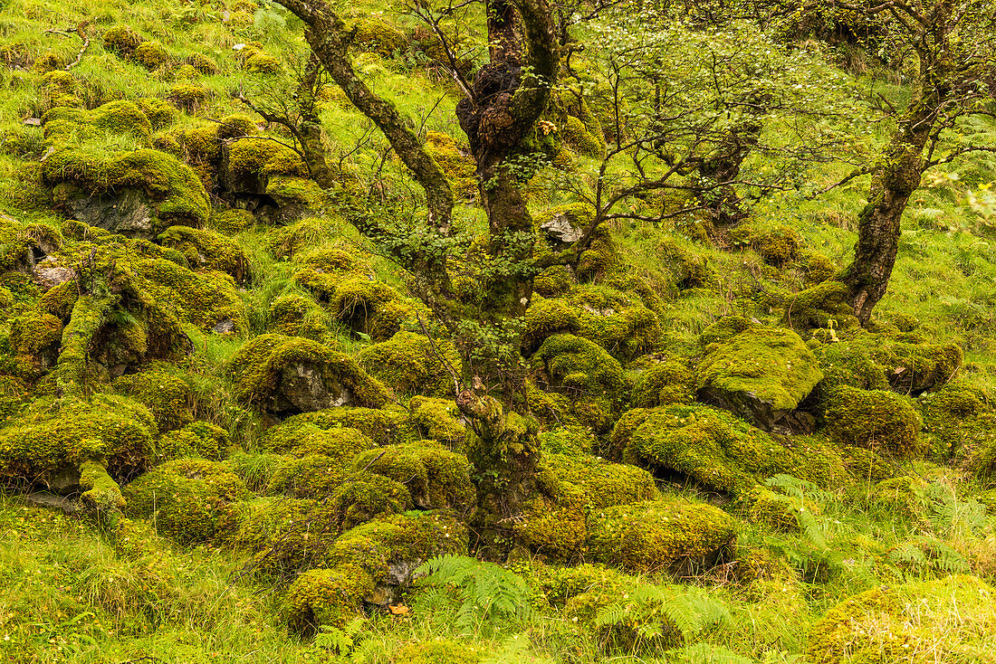 Moos und Bäume, Inverpolly Nature Reserve, Highlands, Schottland, Großbritannien