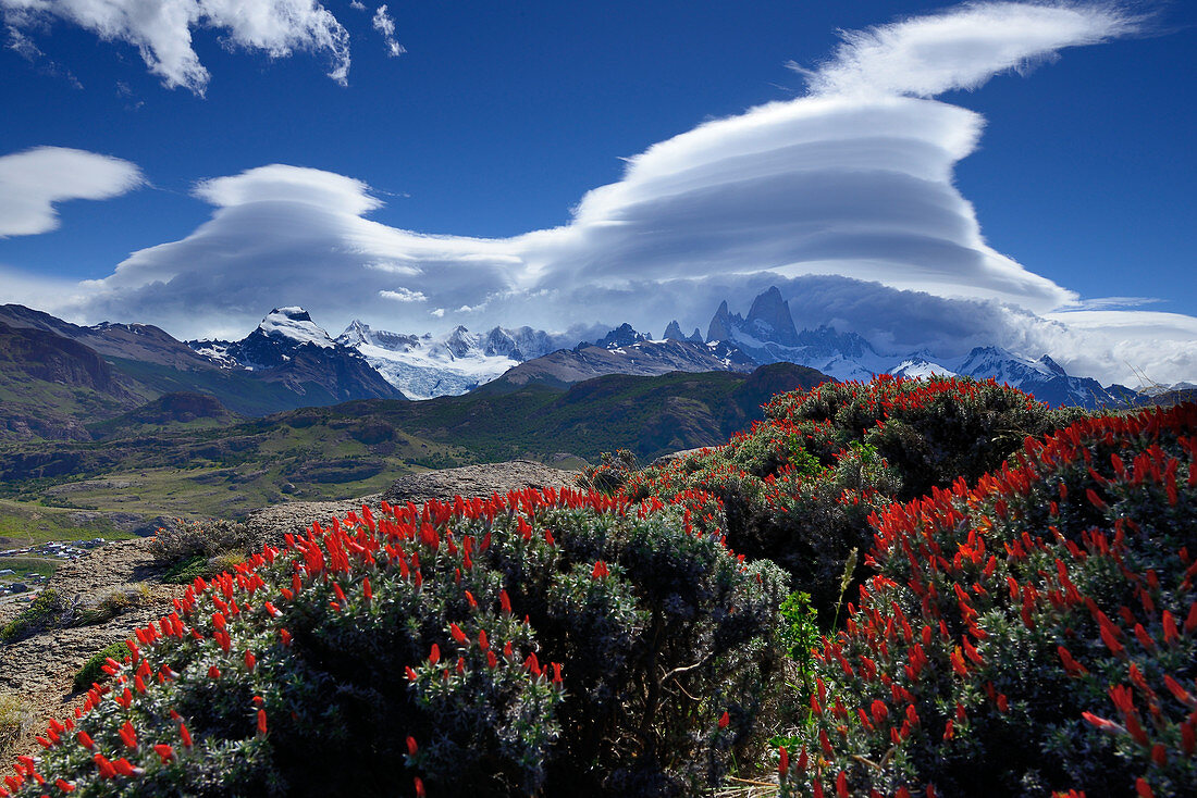 Rote Blüten einer Yareta oberhalb von El Chalten, Wolken am Fitz Roy im Hintergrund, El Chalten, Patagonien, Argentinien